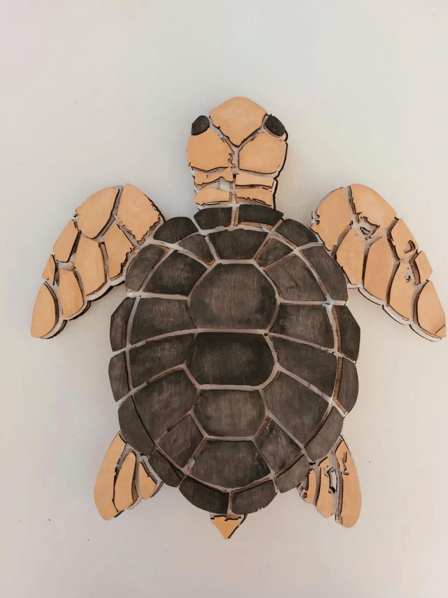 Tortue merveille